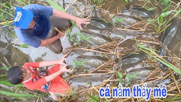 BẮT CÁ LÊN SAU CƠN MƯA LỚN KHÔNG NGỜ CÁ TRÊN RUỘNG BẮT HOÀI KHÔNG HẾT  | Phúc TV 84/catch fish