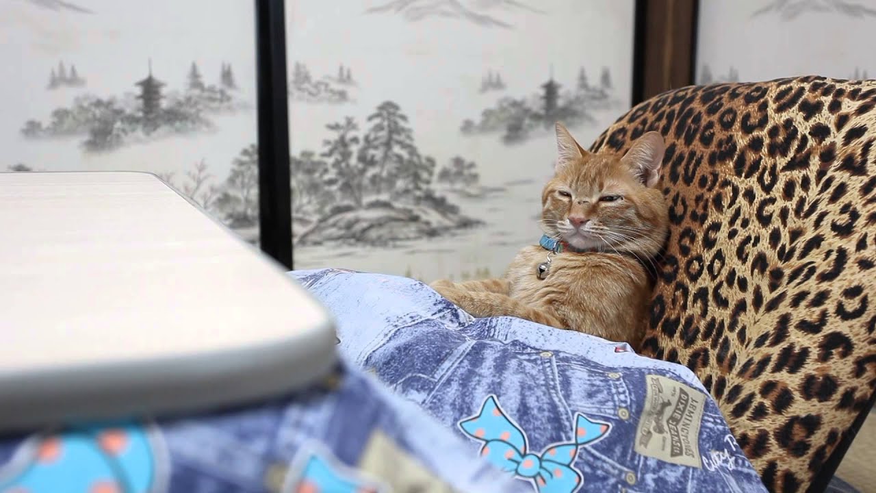 コタツにあたり眠るトラ猫 ヒョウ柄座椅子がよく似合う ハフポスト Life