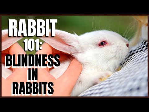 Video: How To Blind A Bunny