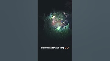 penampakan berang-berang , Otter,sero di alam liar