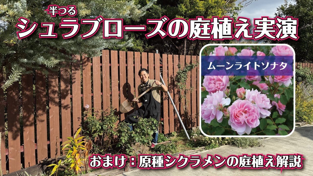 Do you know how to plant shrub roses to make pruning easier? - YouTube