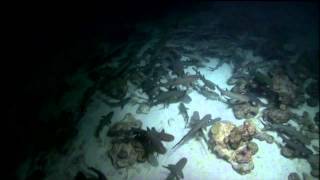 Nature Shark Mountain