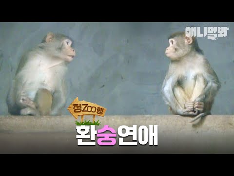 [#정ZOO행] 네가 바나나 줬잖아?🍌 그럼 나 이런데 안 나왔어🙈 | EP.8 #TV동물농장 #Animal…
