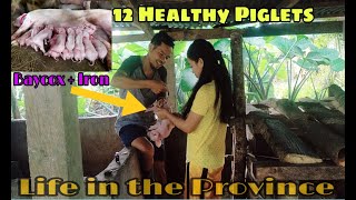 Our Piglets Care 3Days Vaccine Baycox Iron