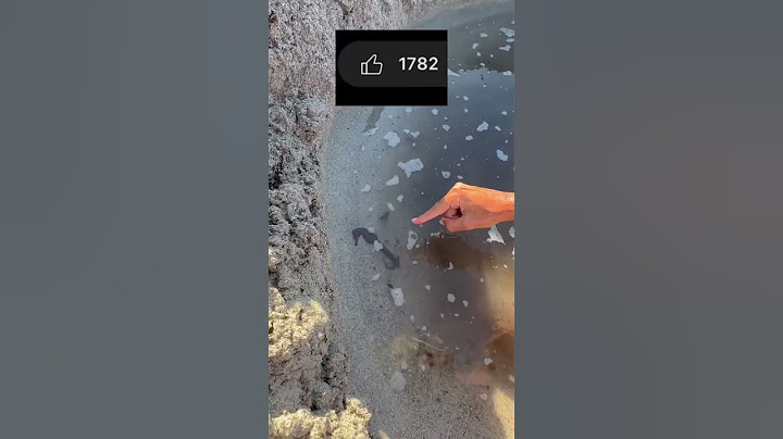 AIUTIAMO UN CAVALLUCCIO MARINO È IN PERICOLO…😱 *finale triste*