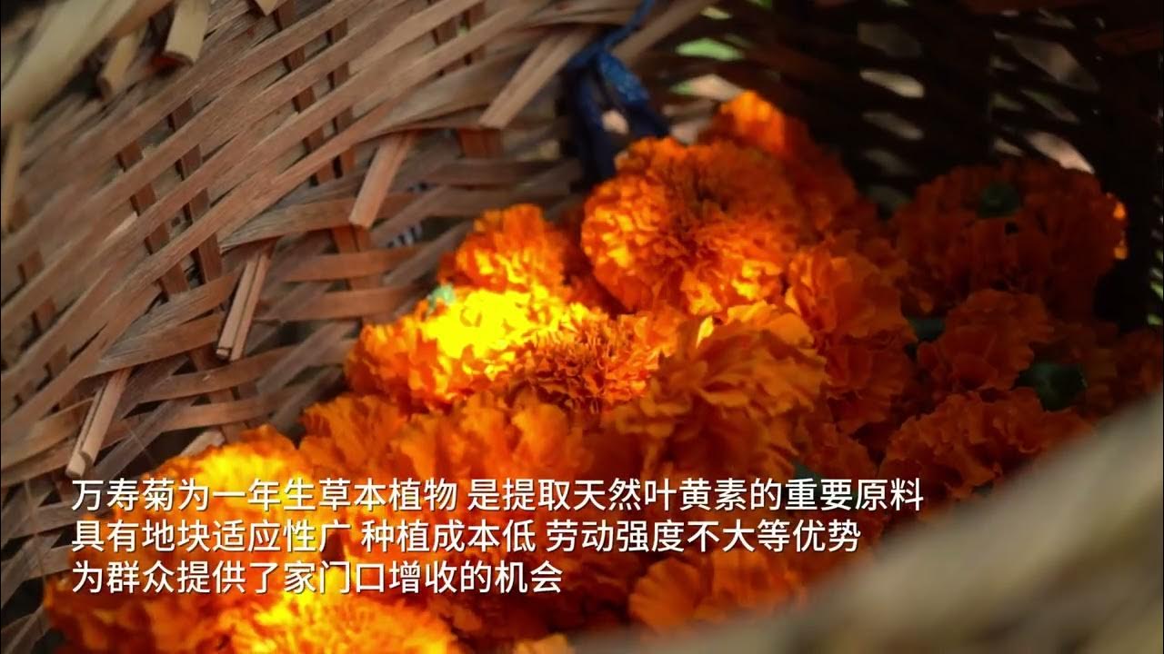 "Golden Industry Enriches Mountains! Yunnan Changning's Marigolds Bloom 'Beautiful Economy'" "Golden Industry Enriches Mountains! Yunnan Changning's Marigolds Bloom 'Beautiful Economy'"