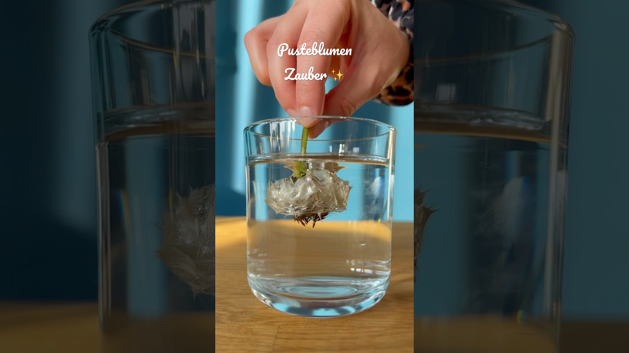 Pusteblumen Zauber ✨ 