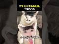 ブサイクと言われた猫、今は大人気