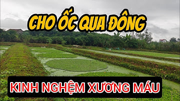 Chia sẻ kinh nghiệm cho ốc qua đông kinh nghiệm thực chiến của mình 