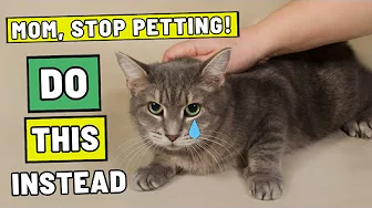 7 Things That Instantly Make Your Cat Happy - But Most Keep Ignoring Them