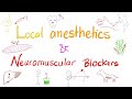 Local Anesthetics and Neuromuscular Blockers | Anesthesiology