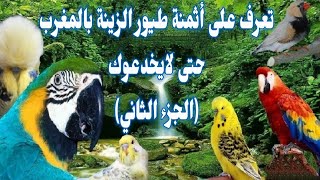 أثمنة طيور الزينة بالمغرب تعرف عليها حتى لايخدعوك(الجزء2)2021