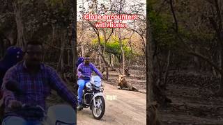 Close Encounters With Lions -Only In India!!! #lion #tiger #india
