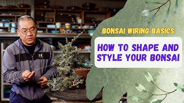 Bonsai Wiring Tips From An Expert