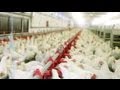 Antibiotics in chicken may be causing new superbug in humans say researchers