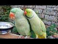 Talking Indian Ringneck Parrot Mithu Tu Tu Tu!