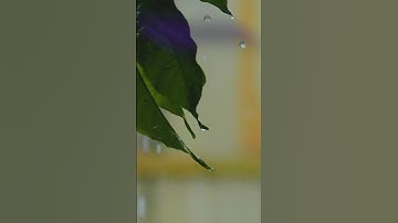 حالات واتس فدعا ربه انى مغلوب فانتصر قران كريم القارئ عبد الرحمن مسعد