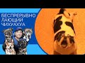 Беспрерывно лающий Чихуахуа