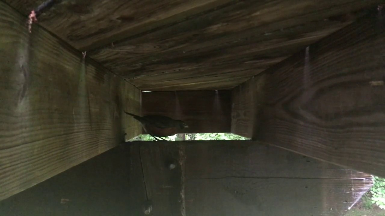 DAY 4MAY 28thMale and Female Robins Construct Nest YouTube