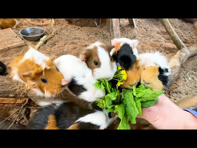 Guinea pig eats mustard flowers - YouTube