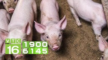 Cứu vãn kịp thời lợn mắc bệnh viêm ruột tiêu chảy do E.coli | VTC16