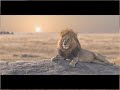 Lion King, Lion Of Judah Speech (CHRISTopher WALKen)