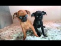 chiot petit brabançon noir de Gaga lady の動画、YouTube動画。