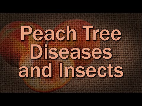 Video: Is My Peach Tree Sick – Gestionarea bolilor comune ale piersicului