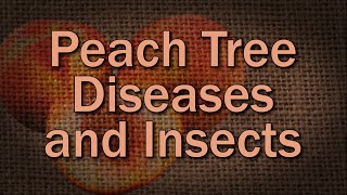 Common Peach Diseases and Insects and How to Prevent Them