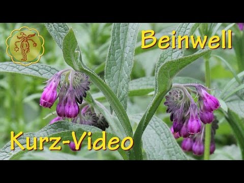 Video: Beinwell - Nützliche Substanzen Und Die Verwendung Von Beinwell-Rezepten