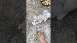 Beads and lego ASMR 🌈 Relaxing Cat ReverseMagic 😻 #shorts #cat #satisfying #asmr #trending