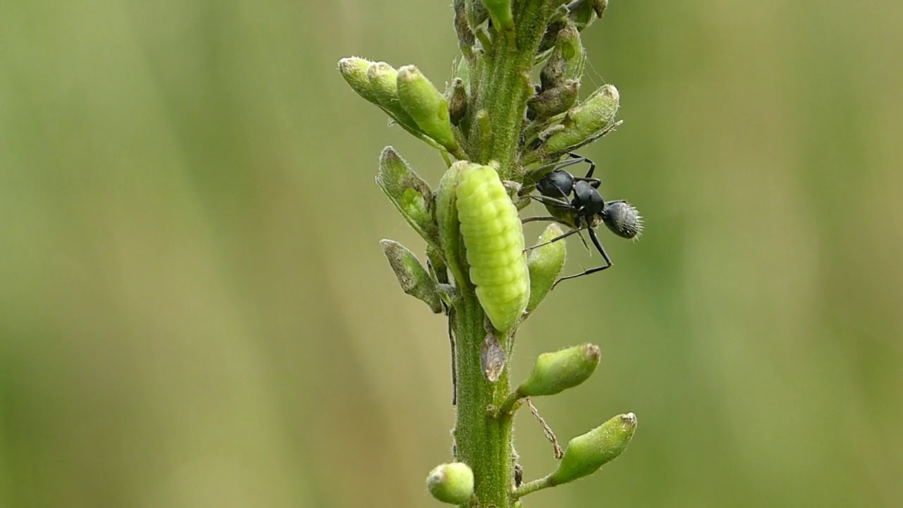 オオルリシジミ幼虫とアリ Youtube オオルリシジミ幼虫とアリ Youtube