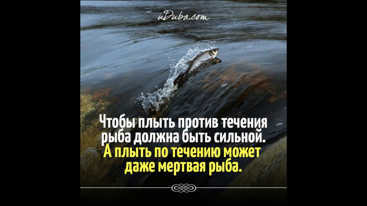 Рыба плывет против течения. Плыть против течения. Живая рыба плывет против течения дохлая по течению. Только мертвая рыба плывет по течению. Чтобы плыть против течения рыба должна быть сильной.