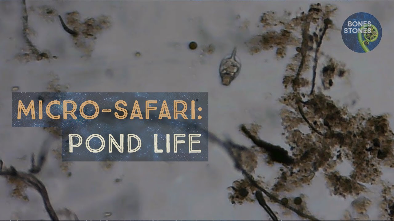 Microscope safari: a guide to what you'll encounter