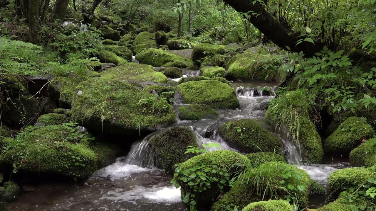 Звук ручья в лесу. Ручей (Водный поток). Шум ручья. Звук ручья.