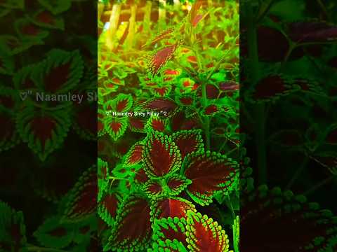 এটা আমার নতুন ইউটিউব চ্যানেল সবাই একটু সাপোর্ট করবেন#foryou #viralshorts #freefire #blogger