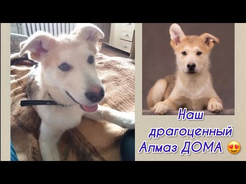 Наш драгоценный Алмаз ДОМА! Приют для животных