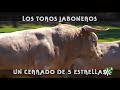 Toros jaboneros de Prieto de la Cal en un cerrado de lujo  | Toros desde Andalucía