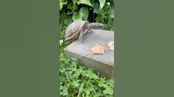 Is brumation necessary for box turtles? #turtle #boxturtle #hibernation #brumation