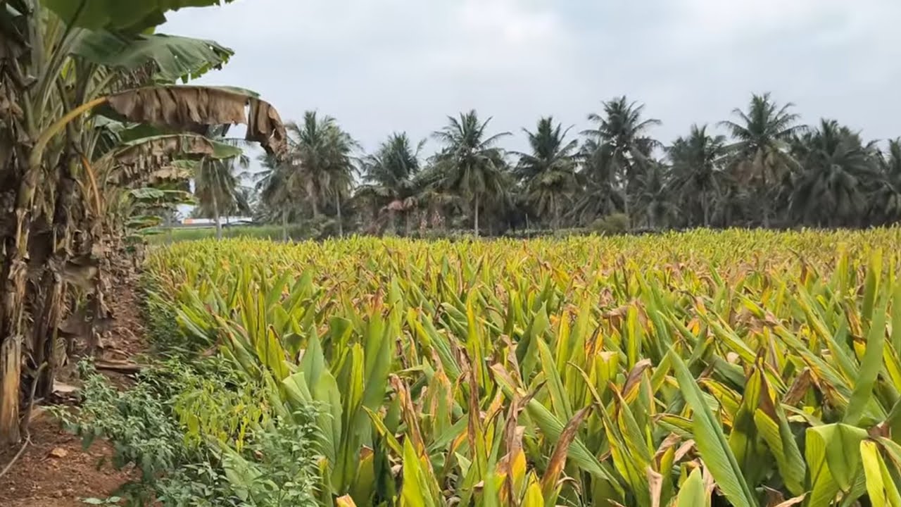 ஈரோடு (மா) சத்தி (வ) சத்தி அருகில் 2.30 ஏக்கர் தோட்டம் விற்பனை 9585376767#agriculture 