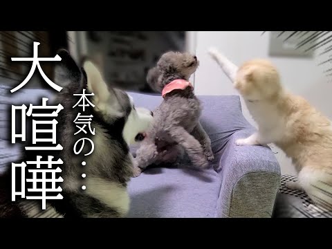 深夜に帰宅すると犬達が大喧嘩してて必死に止める猫がこちらです