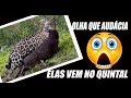 ONÇA PEGA CAPIVARA NO QUINTAL DE CASA