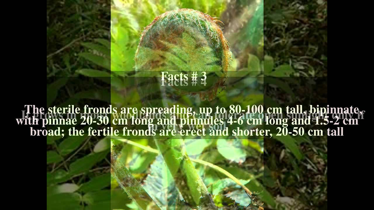 Osmunda Japonica Top Facts YouTube