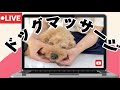 ドッグマッサージライブ配信中！