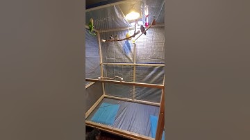 Build indoor finch aviary