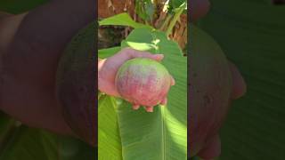 Milk Fruit Cutting Video - Fresh Fruit Cutting