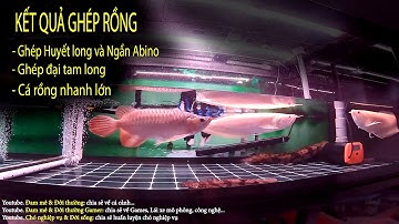 Sự phát triển của 3 em cá rồng ghép cộng đồng - thành công hay thất bại sau vài tháng