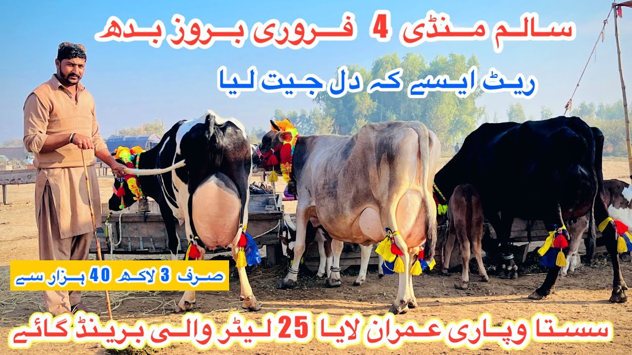 Salam Mandi Bhalwal | Cows Fresh Rates And Updates Today | Janwar Mandi Updates | 4 February 2026