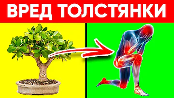 Многие Держат Дома Денежное Дерево.  Но Даже Не Догадываются ОБ ЭТОМ!