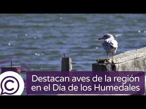 Exposición sobre aves conmemora el Día de los Humedales